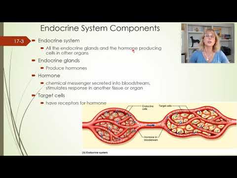 Endocrine system - Part 1 - YouTube