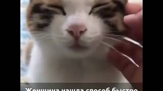 Как отключить кота за 15 секунд! Смешные приколы с котами до слез. Видео с озвучкой. Смотреть! Как отключить кота за 15 секунд! Смешные приколы с котами до слез. Видео с озвучкой. Смотреть!