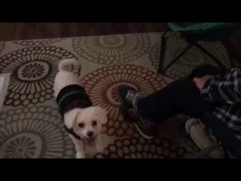 Plum Creek Cavachons week 9 JoJo racer