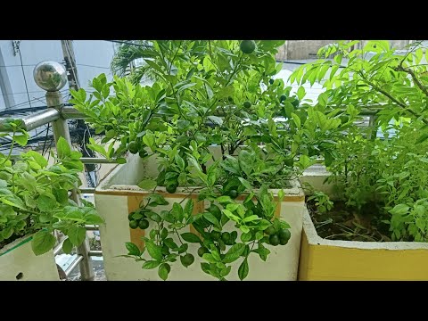 Video cây Tắc trồng thùng xốp ngoài Ban công Sai trĩu quả - youtube