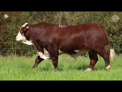 LOTE 50   TAT M155 M Braford