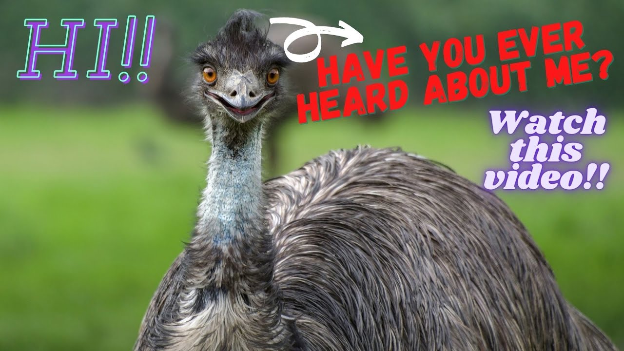 Best Facts About Animals In English New Best Of 2021 Interesting And