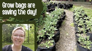 Ep 129 Garden Vlog // May 2024 (Week 2) // I'm using a TON of grow bags!