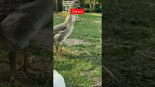 angsa remaja. #shorts #swan #muscovyducks