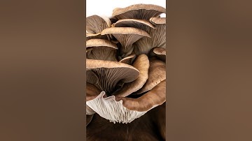 Watch Mushrooms Grow in Seconds!📷✨🍄