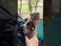 #pets #cute #exotic #mink #reccomended #норка #exoticpets #adorable #funny #animals