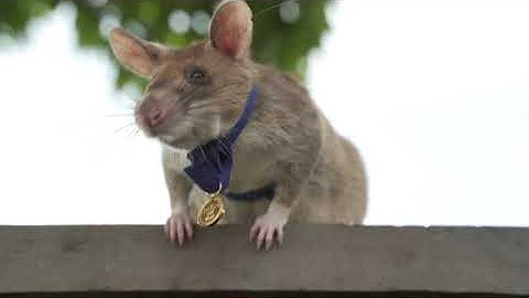 Rat gets award for sniffing out mines in Cambodia
