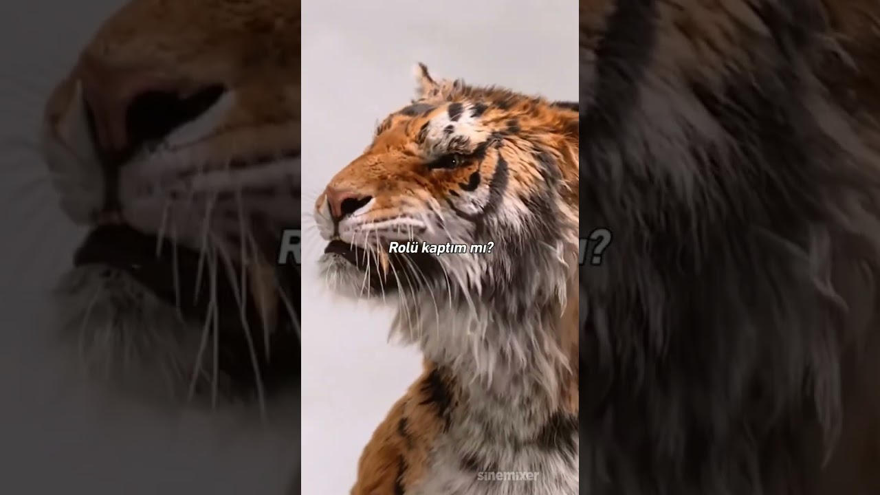 Dolittle (2020) : Kaplan Jurassic'ten rol istiyor  