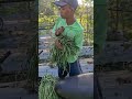 Simple techniques for harvesting long beans -Agriculture #shorts