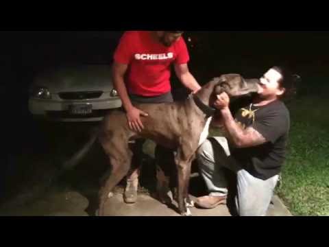 Great Dane "Duke" Reuniting with his Long-Lost Owners 2 Years after Going Missing