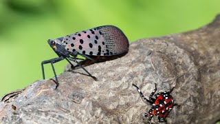 Invasive bug species back in North Carolina this spring: What to know Black Caterpillar North Carolina