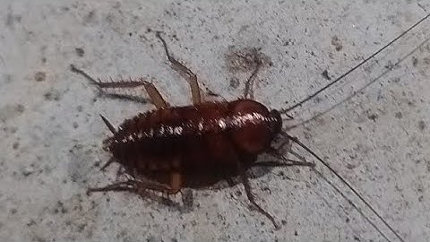 BIG BUG ENERGY 🪳😂