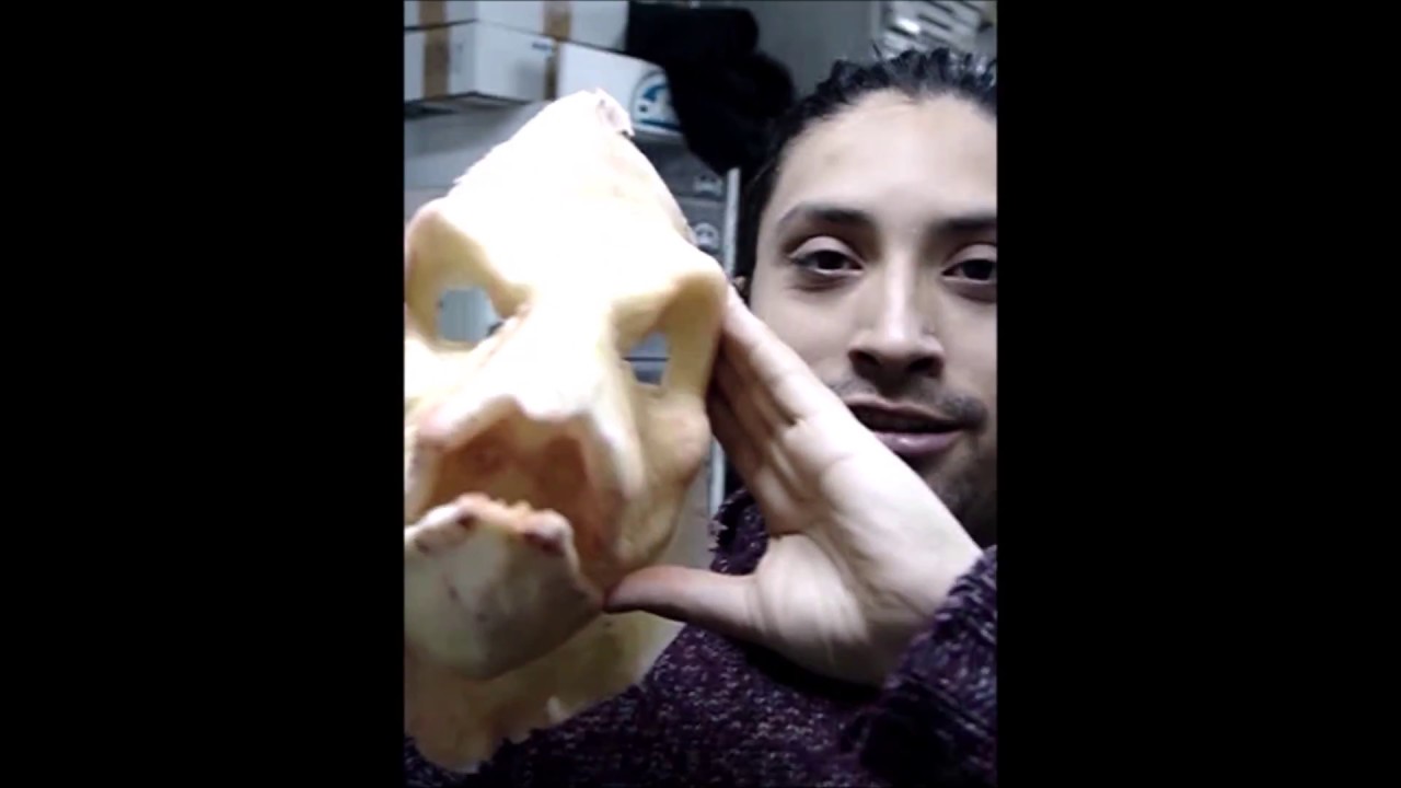 Curso de mascara látex YouTube