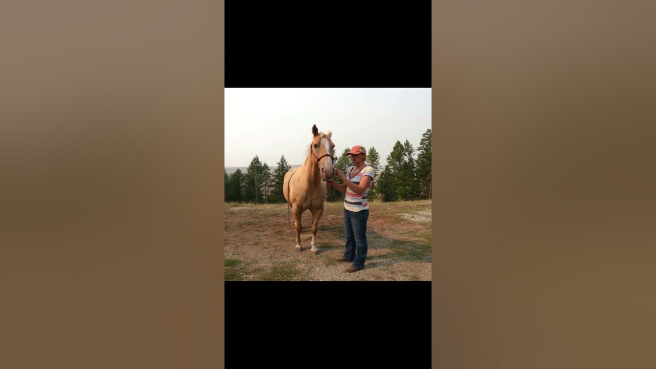 how-to-get-a-nervous-horse-to-relax-shorts-horse-horses-youtube