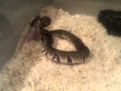 uava Royal python feeding on rat.