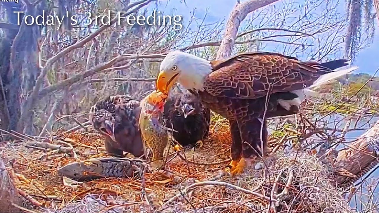 #336🦅Brutus🐥49° & Peanut🐥44°／Winter Park Eagle Nest 2026／Against All Odds:One-Eyed Mom／Wink💗Atlas