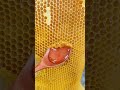 ASMR | Pure honey extracting from fresh honeycomb | Ai vortex |
