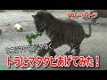 子トラの兄弟 はじめてのマタタビで大興奮!?