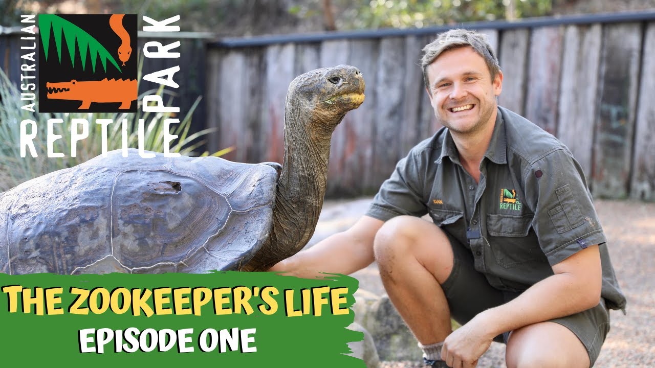 THE ZOOKEEPER'S LIFE: EPISODE ONE | The Australian Reptile Park - YouTube