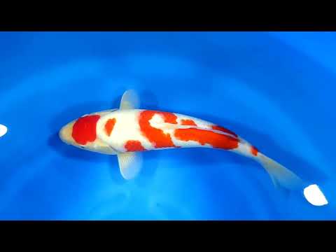 Dainichi Kohaku