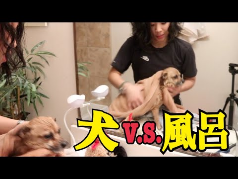 【大暴走】久々に犬を風呂に入れました。