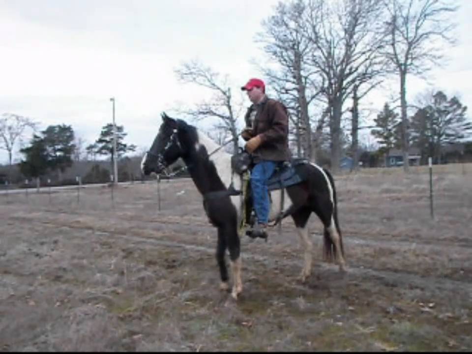 Spotted saddle horse for sale lascassas Tn Diablo one 2750 YouTube