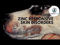 Zinc Responsive Skin Disorders in Dogs