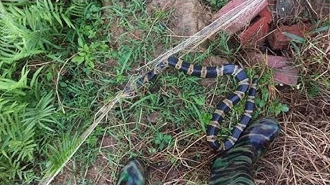 Hướng dẫn căng lưới bẫy rắn cho người mới tập chơi