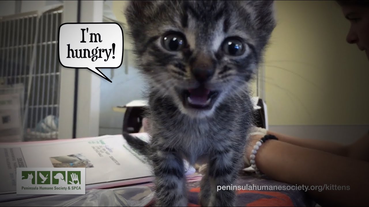 Help Raise Rescue Kittens at the PHS/SPCA Nursery!