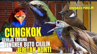 Masteran Materi Mewahhh Terbaik 2025   Auto Juara Kalau Materi Ini Masuk Ke Murai Dan Cucak Ijo