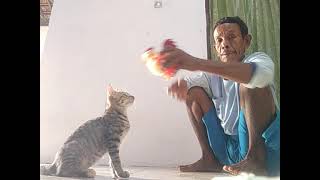 grandpa play with cute cat's