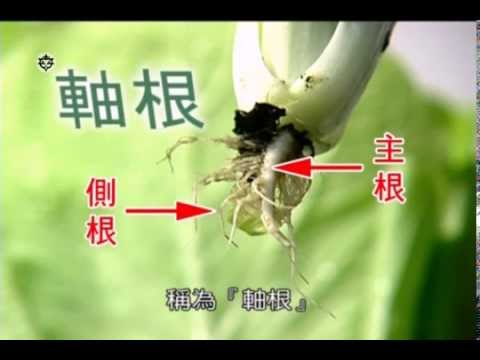 植物的根 Youtube