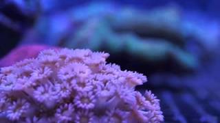 Reefcorner.com - Some of the corals in our LPS, soft coral, misc livestock tank 4 screenshot 2