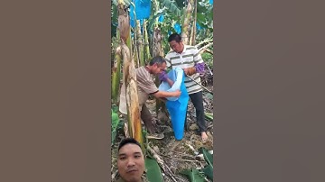 Dụng Cụ Bọc Bao Nilon Cho Buồng Chuối #agriculture