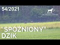 SUDECKA OSTOJA 54/2021. "Spóźniony" dzik. Hunting roebuck in Poland.