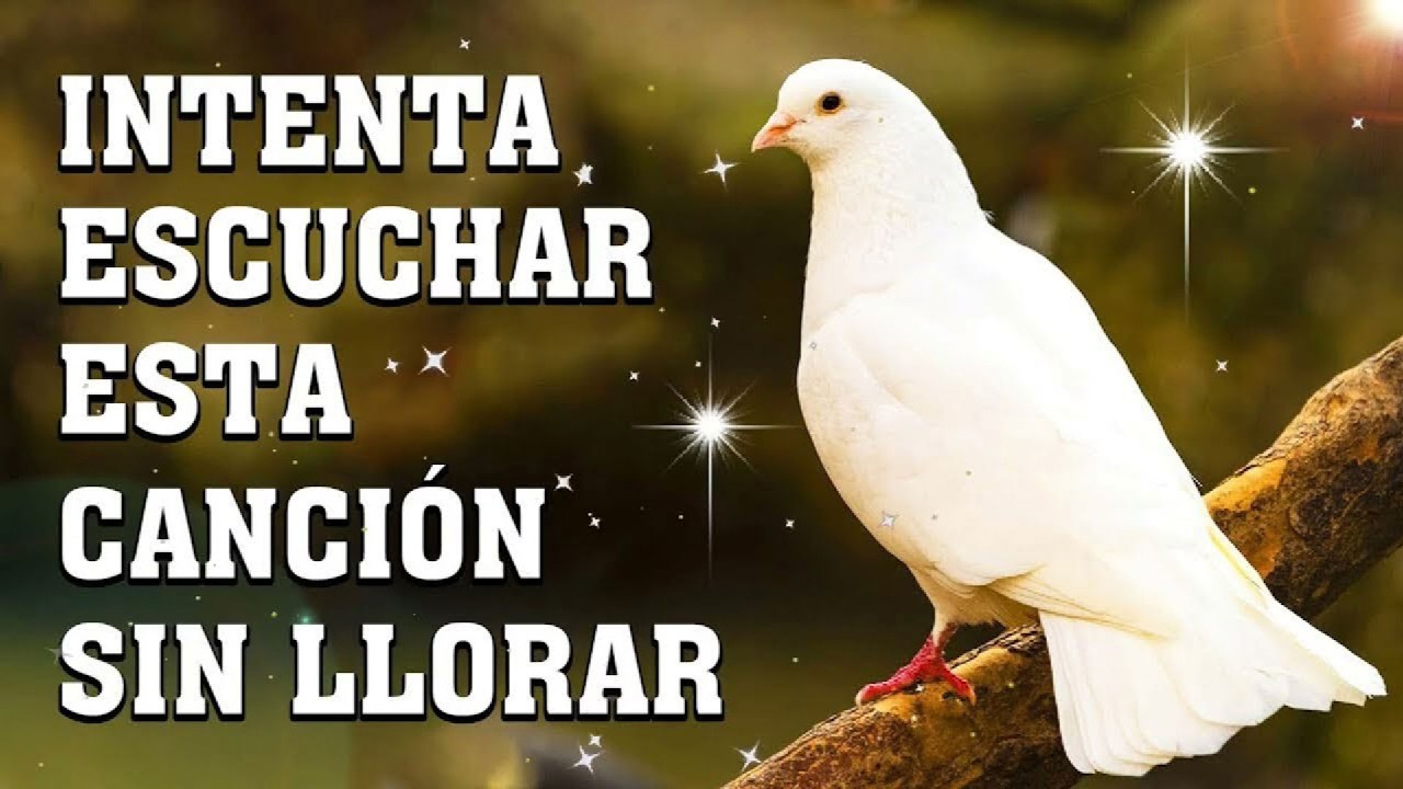 3🙏🏻INTENTA ESCUCHAR ESTA CANCIÓN SIN LLORAR 🙏🏻 LA CANCIÓN CATÓLICA MAS HERMOSA DEL MUNDO 2026