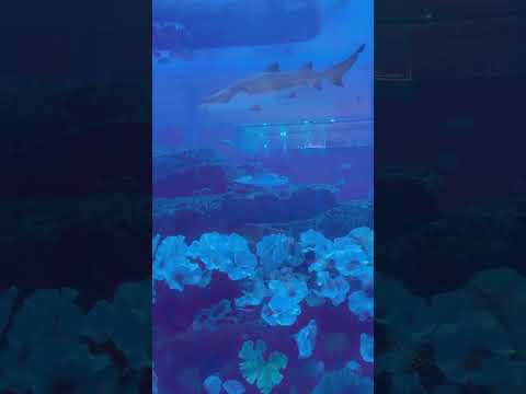 Dubai mall dubai aquarium #dubai #dubaimall #foryou #youtube #youtubeshorts #foryou #monitization