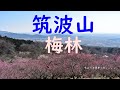 【筑波山梅林】百名山の梅まつりに行ってきた✨Ibaraki,Tsukubasan Plum Garden