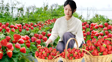 Strawberry Harvest To Market Sell, Recipes Yummy  Candied Strawberry | Lam Anh New Life