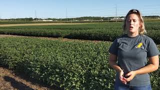 USDA-ARS Field Peas 1