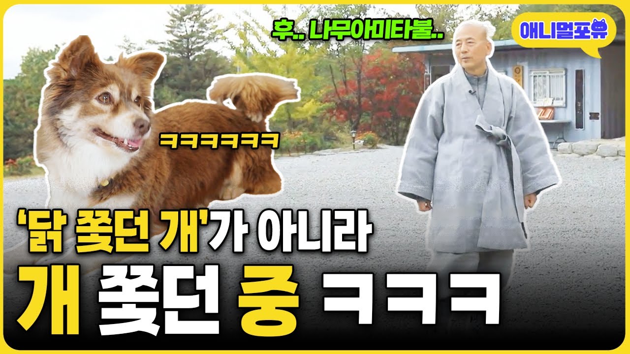 "저는 개 쫓던 중이네요.." 신세한탄 하는 스님 ㅋㅋㅋ I KBS 동물극장 단짝 221112 방송
