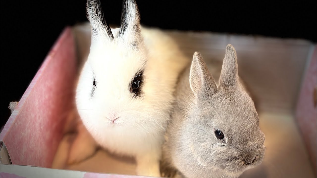 Netherland dwarf- smallest & cutest bunnies 🤗🐰🐰♥️ - YouTube