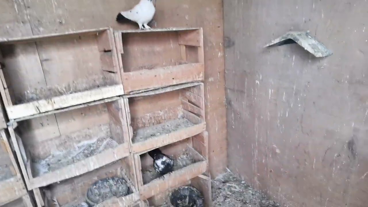 KÜMES ZİYARETİ MAŞALLAH 