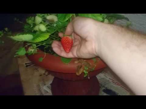 Video: Kultura Meristema I Naknadno Mikrorazmnožavanje čileanske Jagode (Fragaria Chiloensis (L.) Duch.)