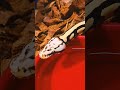 This was one of our nicest snakes produced in 2025. Sold to a new friend! Can't keep them all, when