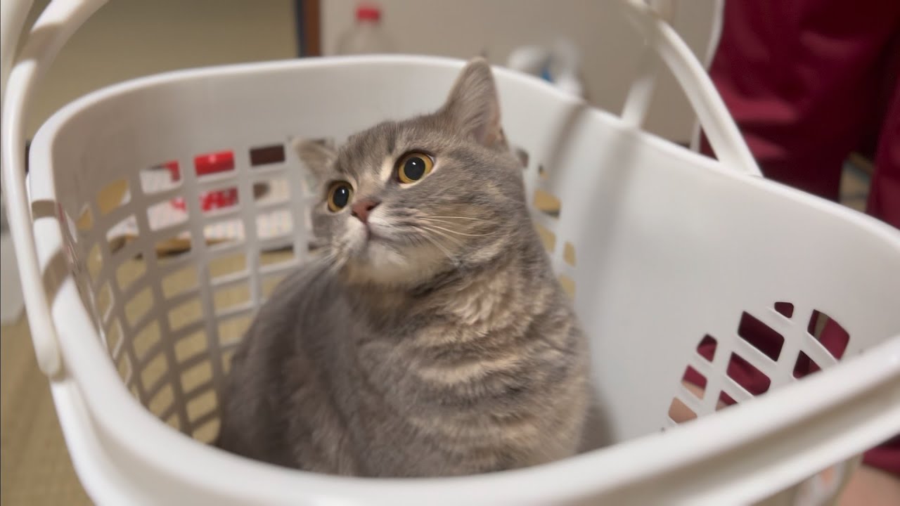 Found a cat in the laundry basket. YouTube