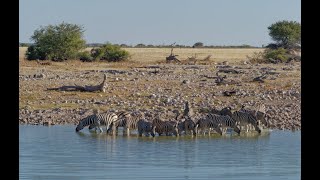 Okaukuejo waterhole, Etosha National Park