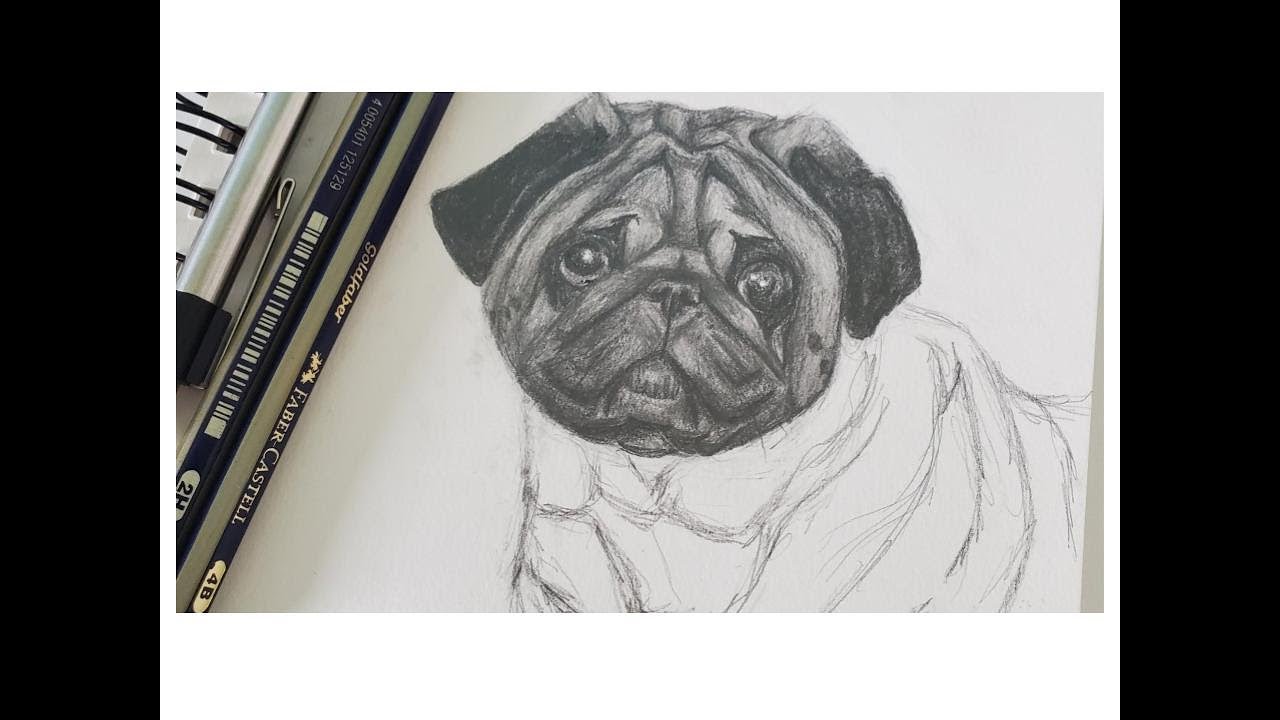 easy contour line drawing of a pug easy contour line drawing of a pug