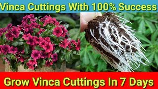 How to Grow Vinca From Cuttings Easily