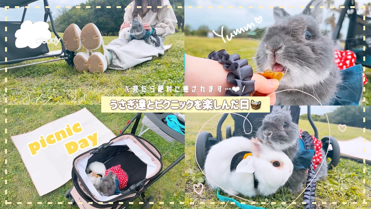 仲良しアヒル&うさぎちゃん うさんぽ🐾】仲良しなうさぎの姉弟🐰💓🐰 | 一緒にうさんぽしたら可愛